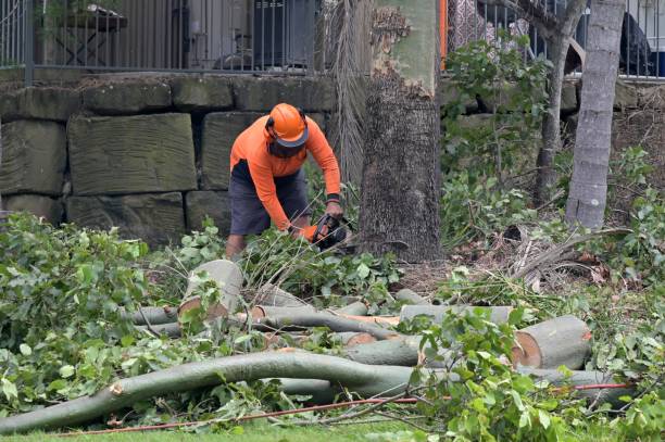 Professional  Tree Services in Lavon, TX